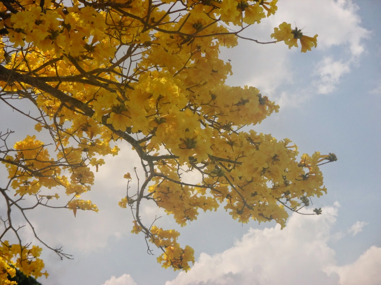 Virginia's Life, Such As It Is!: Tabebuia, The Brilliant Yellow ...