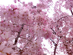 blossom cherry flower flowers sakura tree blossoms japanese trees japan meaning bloom pink blooming floral favorite flowering nature blosom spring