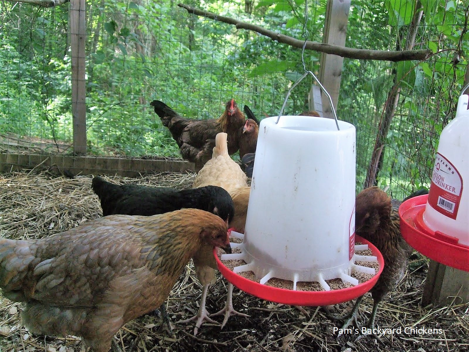 Pam's Backyard Chickens An Overview of What to Feed Chickens