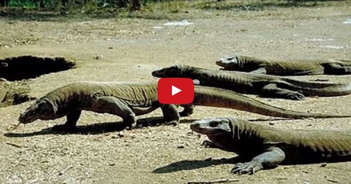 Komodo Dragon Attacks, Komodo Dragon vs King Cobra - The Amazon