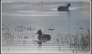 White eye Pochard, bharatpur White eye Pochard, bharatpur