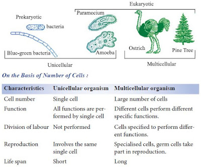 Types of Cell