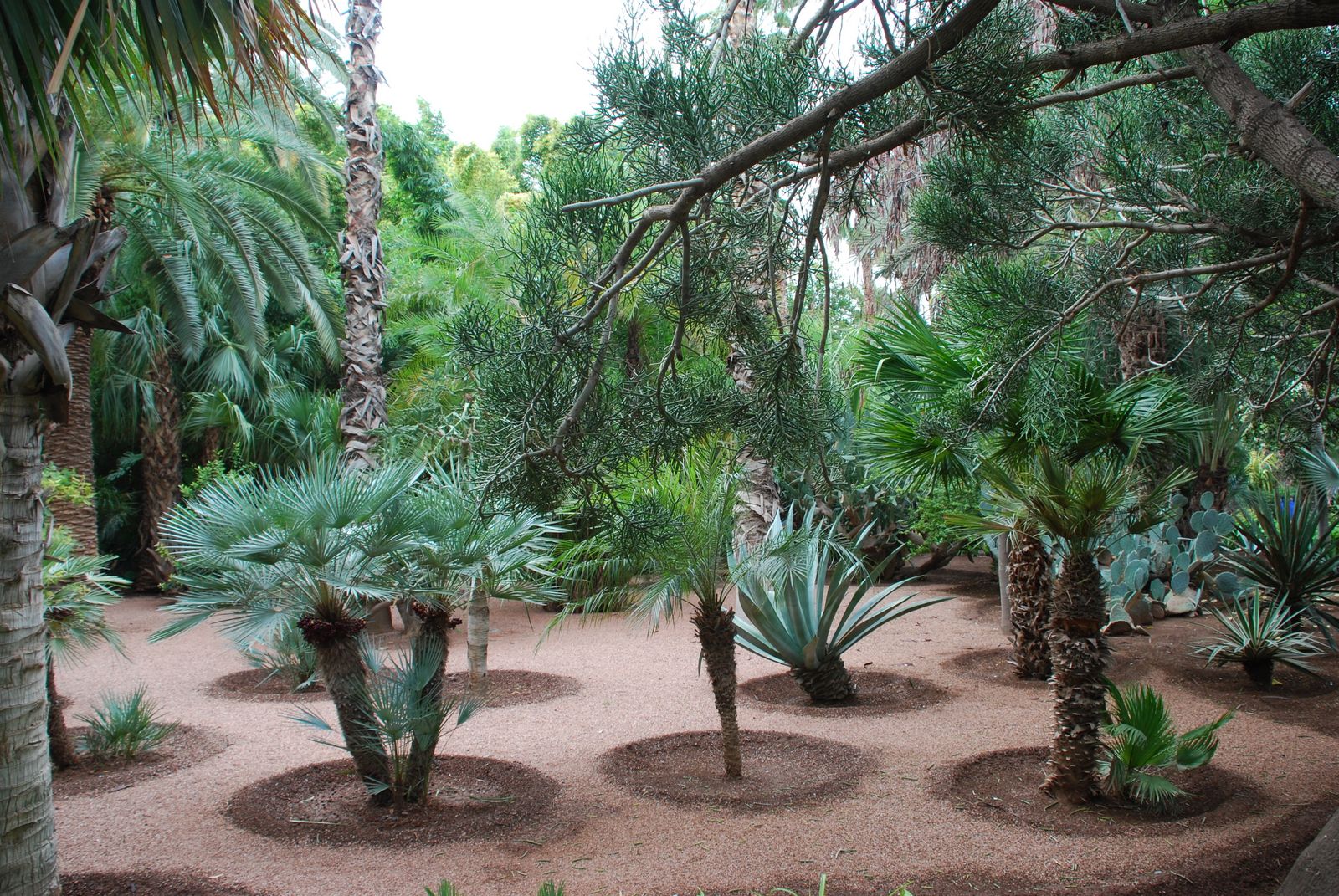 HOW TO CHOOSE PLANTS FOR HOT, DRY BORDERS The Garden of Eaden