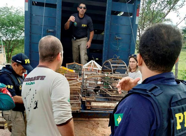 Jacobina: Suspeito de crime ambiental tem fiança estipulada em R$ 100 mil