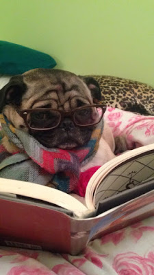 Funny Stuff World: A dog that loves reading