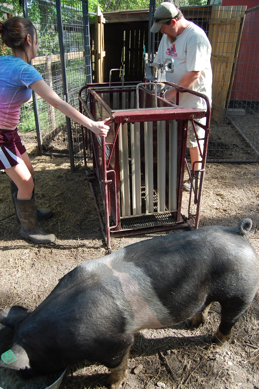 Heritage Schoolhouse A Girl And Her Pigs heritage-schoolhouse-a-girl-and-her-pigs