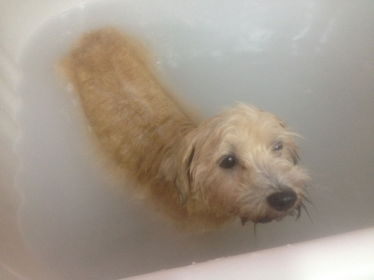 AUNTY ROSE PET GROOMING