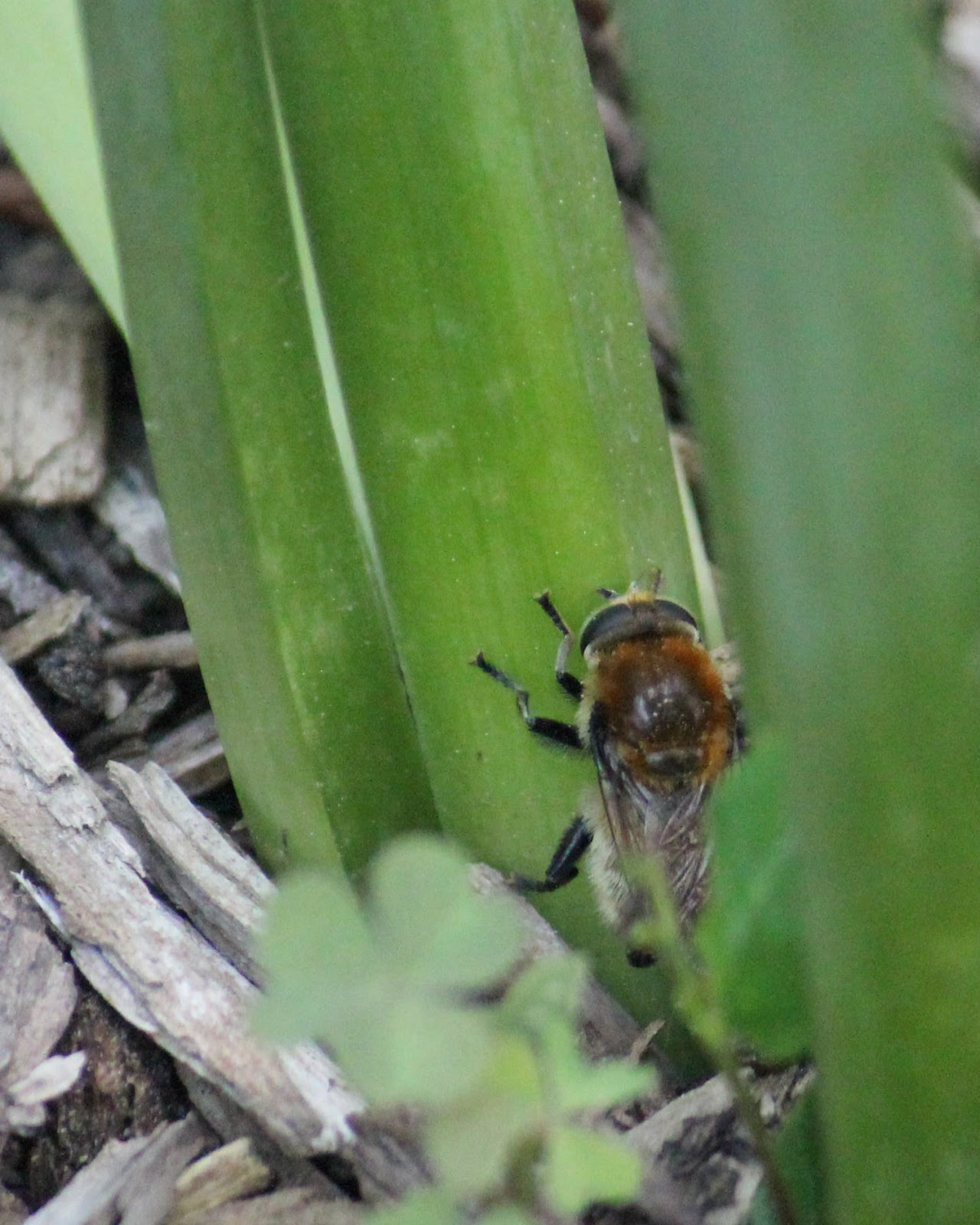 Red House Garden The Last Daffodil and What Eats It