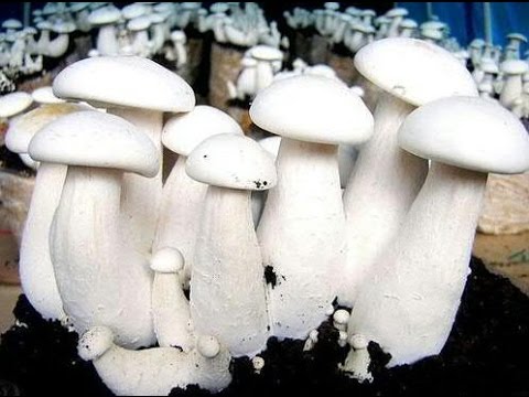 Natural White PADDY STRAW MUSHROOM SPAWN ( SEED), Packaging Type: Poly,  Packaging Size: 200