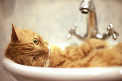 alt="gato tomando un baño con champu específico"