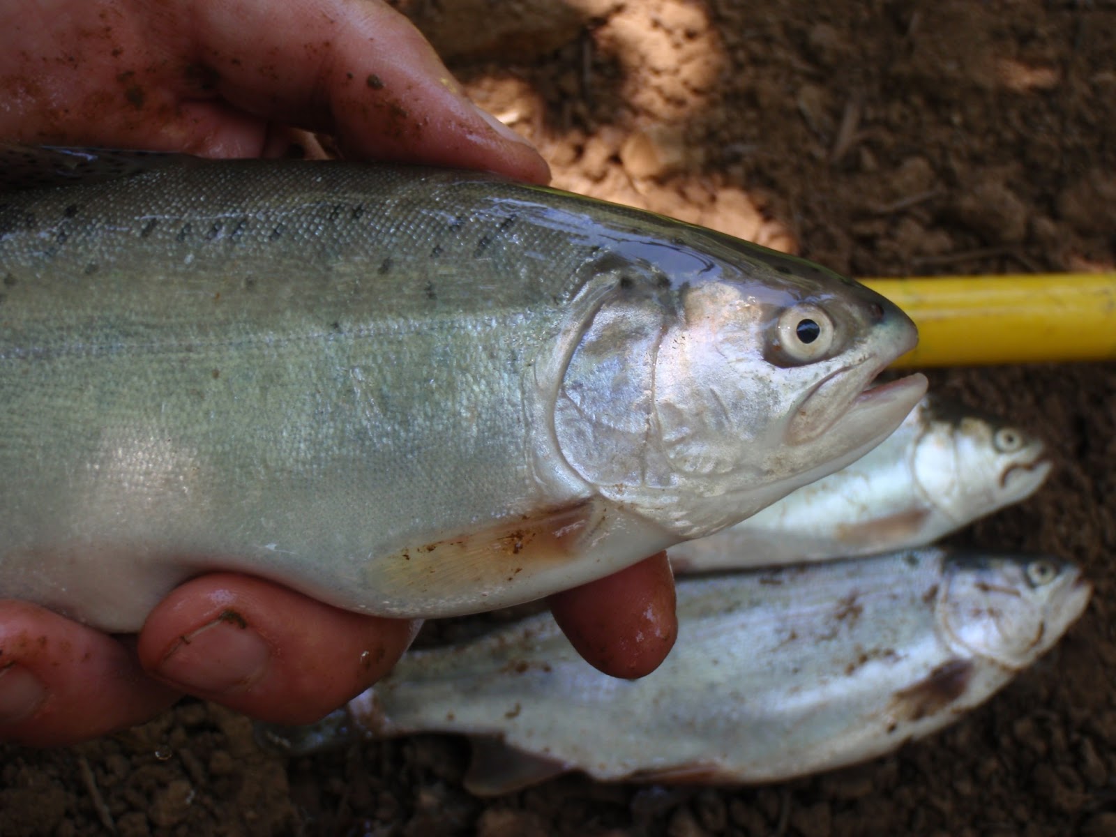 Athens Nature Journal: Peloponnesian fish survey: Let the fish speak!