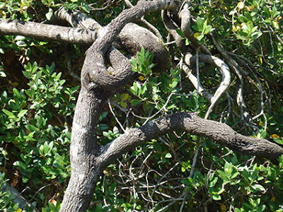 Formas caprichosas en las que crecen las ramas de aladierno
