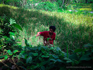 A Man Looking For The Fallen Fruits In The Rice Field At The Village