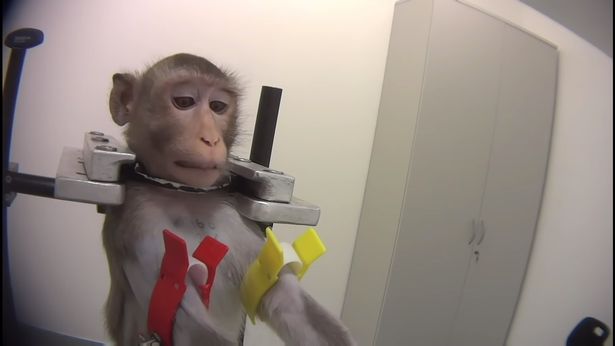 Terrifying Video Shows Monkeys Being Tortured In German Lab Trials