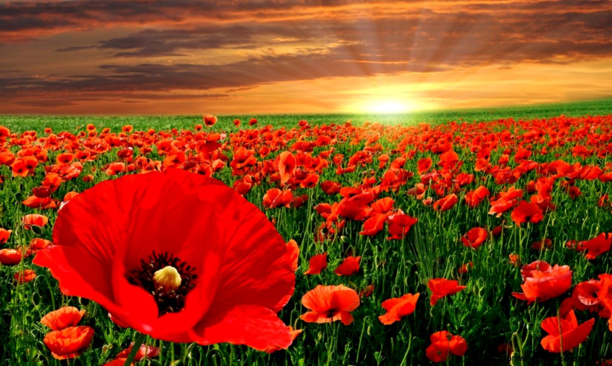 Poppy Flower  Flower Dreams