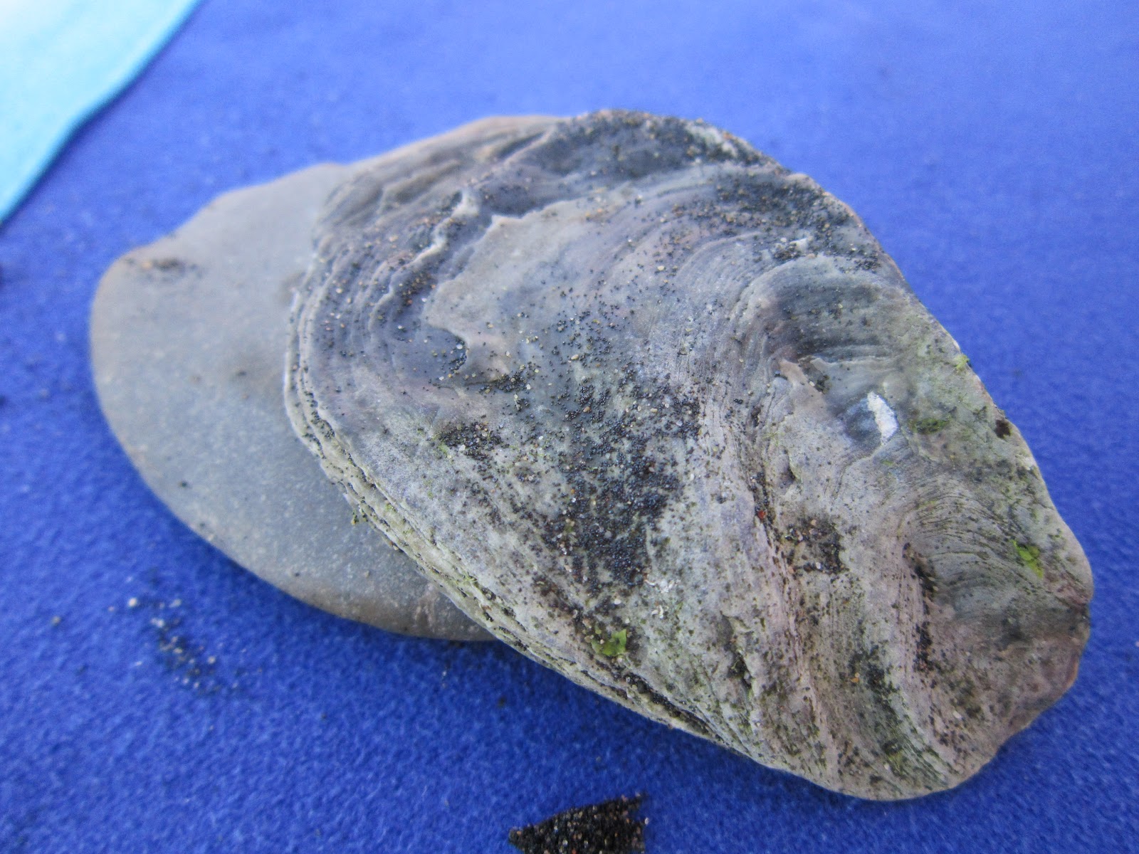 ITACA CHISSA DA DOVE VIENE