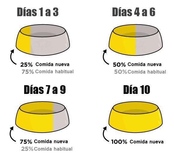 Agroveterinaria Castellon Como cambiar el alimento de tu perro