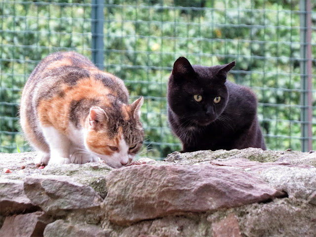 Cats, Fortezza Nuova, Livorno