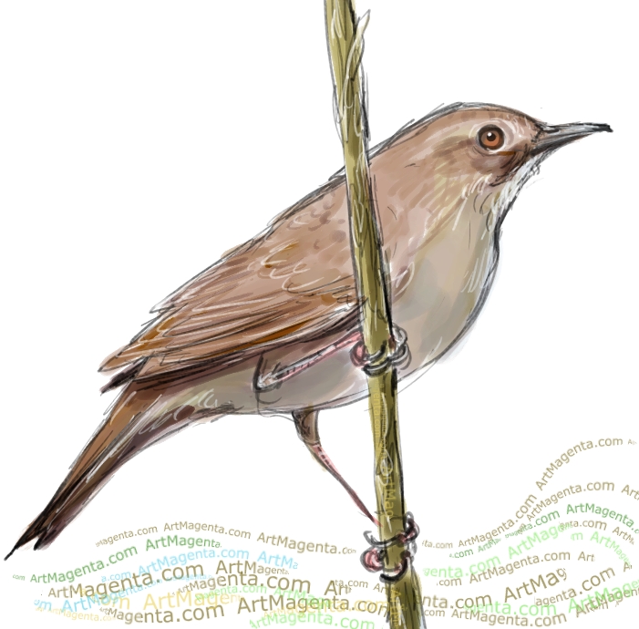 Savi's Warbler sketch painting. Bird art drawing by illustrator Artmagenta