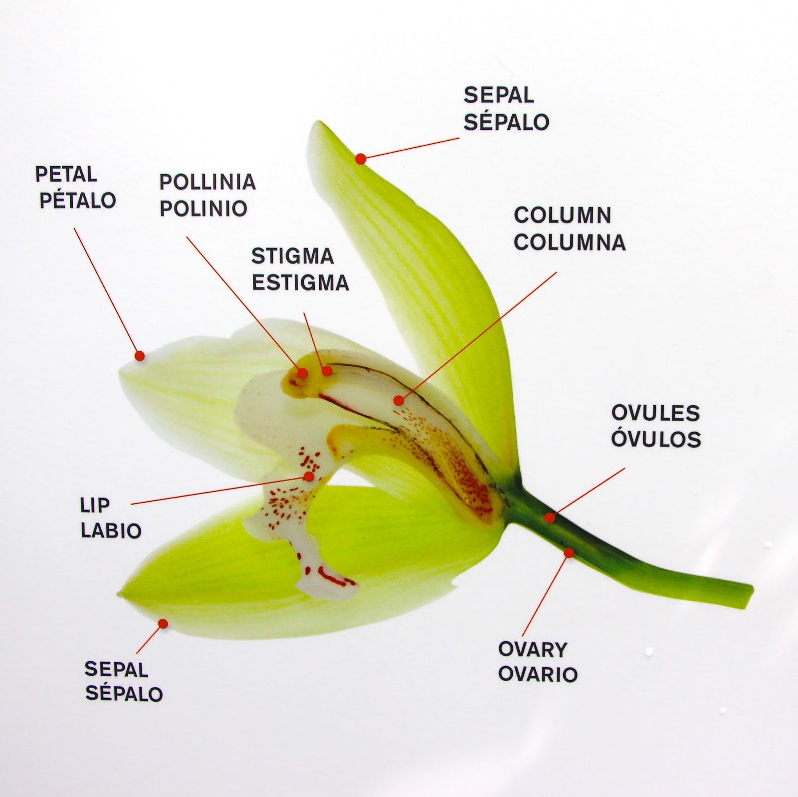 Orange Slices: The Anatomy of an Orchid