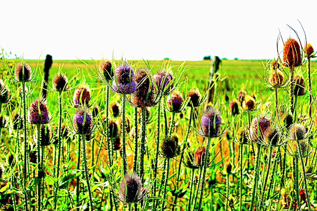 flowers in green field
