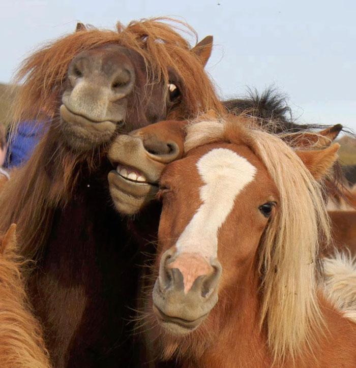 32 Animals That Look Like They’re About To Drop The Hottest Albums Of The Year - The New Synth Pop Trio