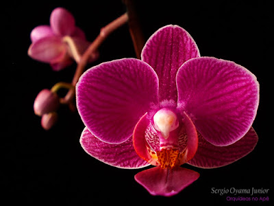 Orquídea Mini Phalaenopsis