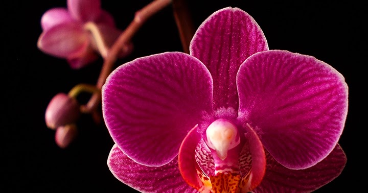 Orquídeas no Apê: Mini Phalaenopsis