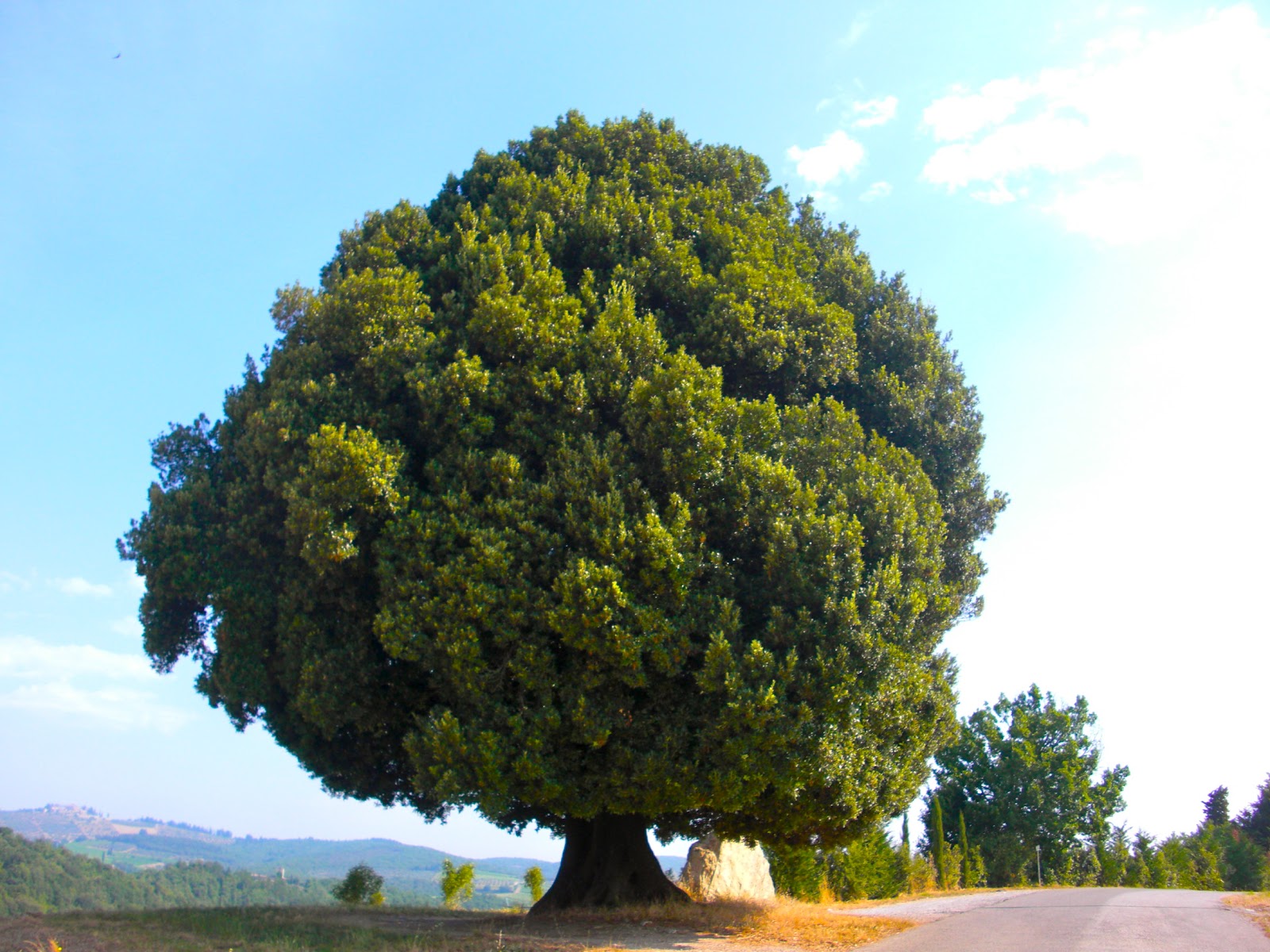 Daily Finds big round tree find