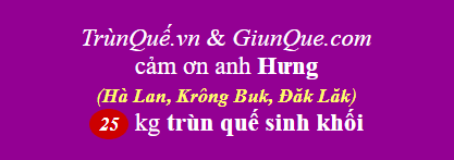 Trùn quế đèo Hà Lan