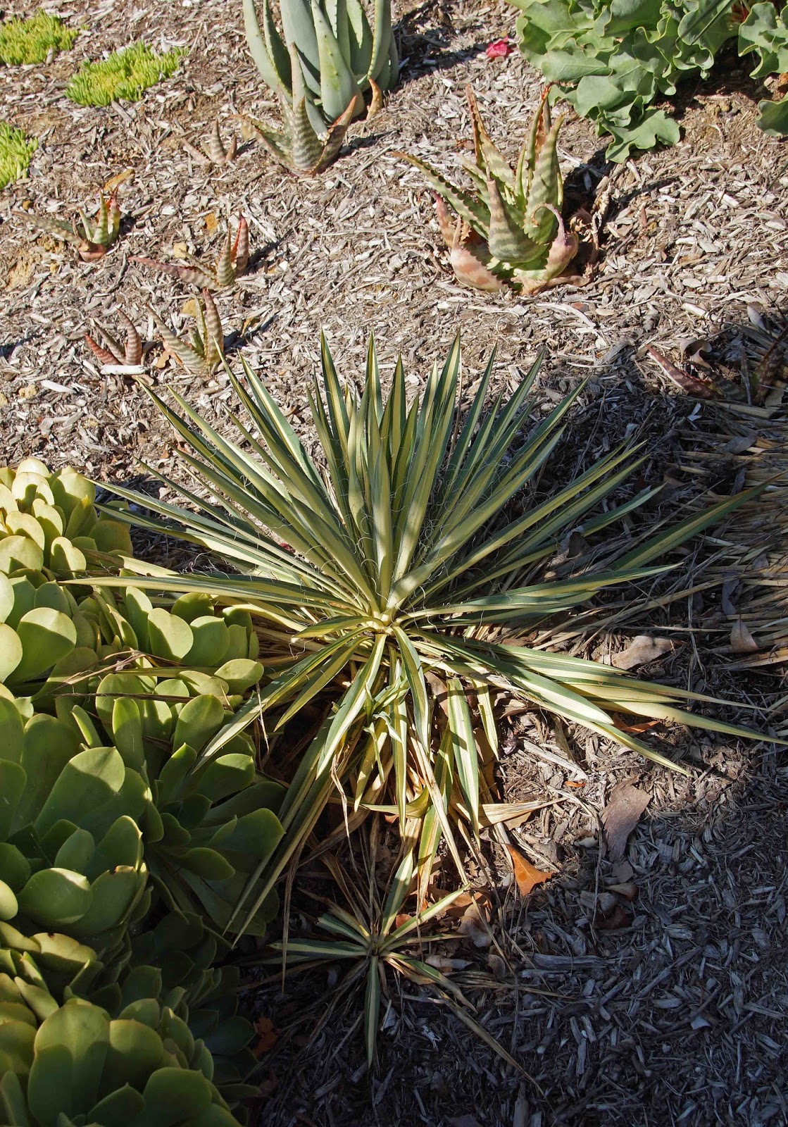 Time To Mourn Yucca Linearifolia