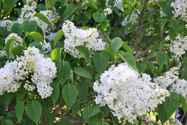 Lilac in Withdean Park