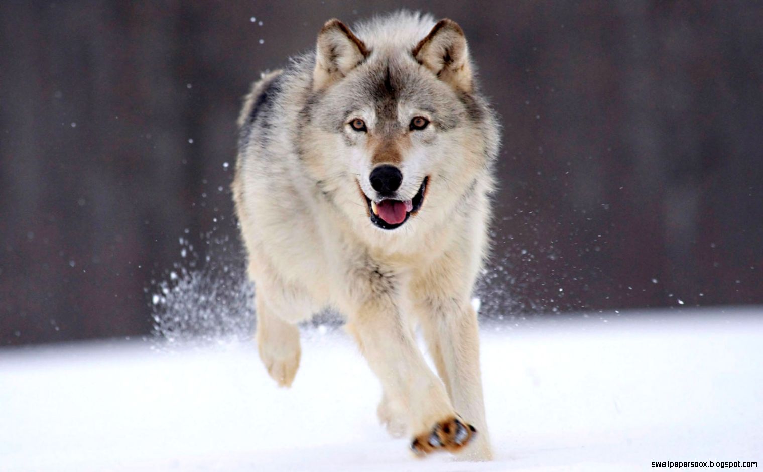 Black Wolf In Snow Wallpapers Wallpapers Box
