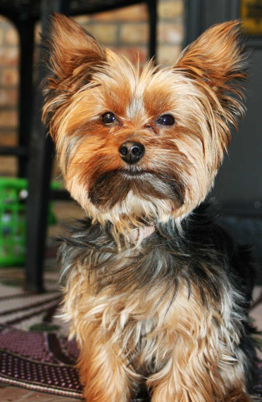 Miniature Yorkshire Terrier: October 2012