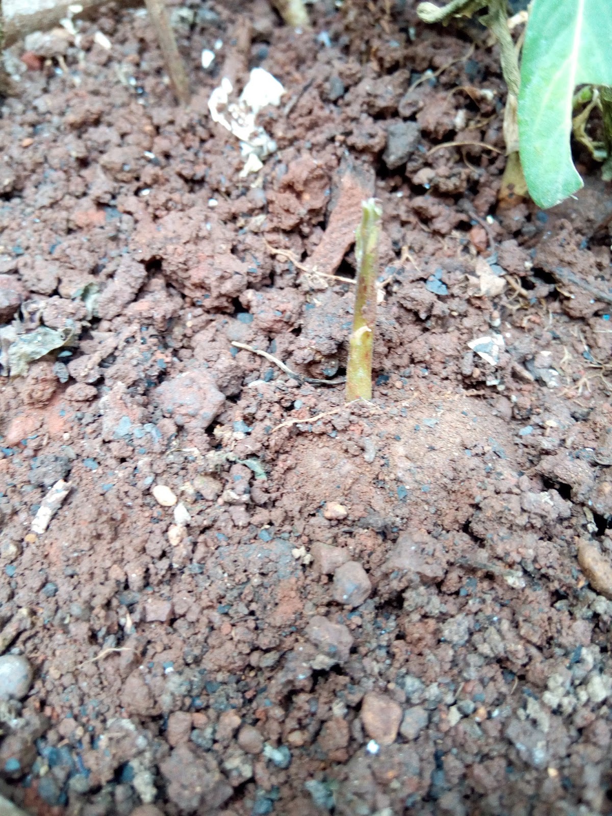 Garden Care Simplified Growing Avocado Plant at Home in