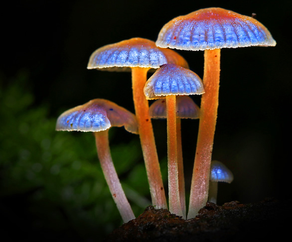 Bioluminesence fungus