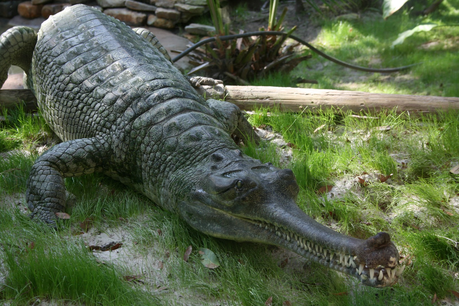 Dangerous of Wild Animals: Gharial