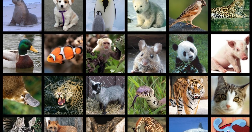 Tipos de Animales LOS ANIMALES