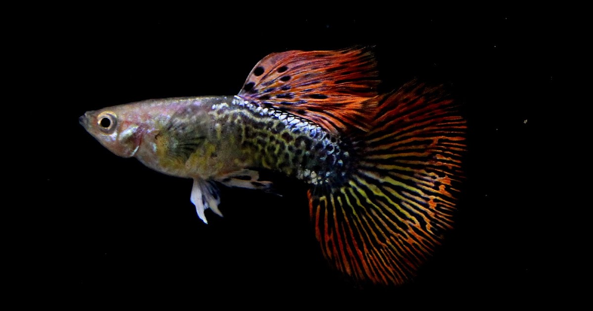 Guppy Dragon Big Ear Sale Guppy Fish Indonesia