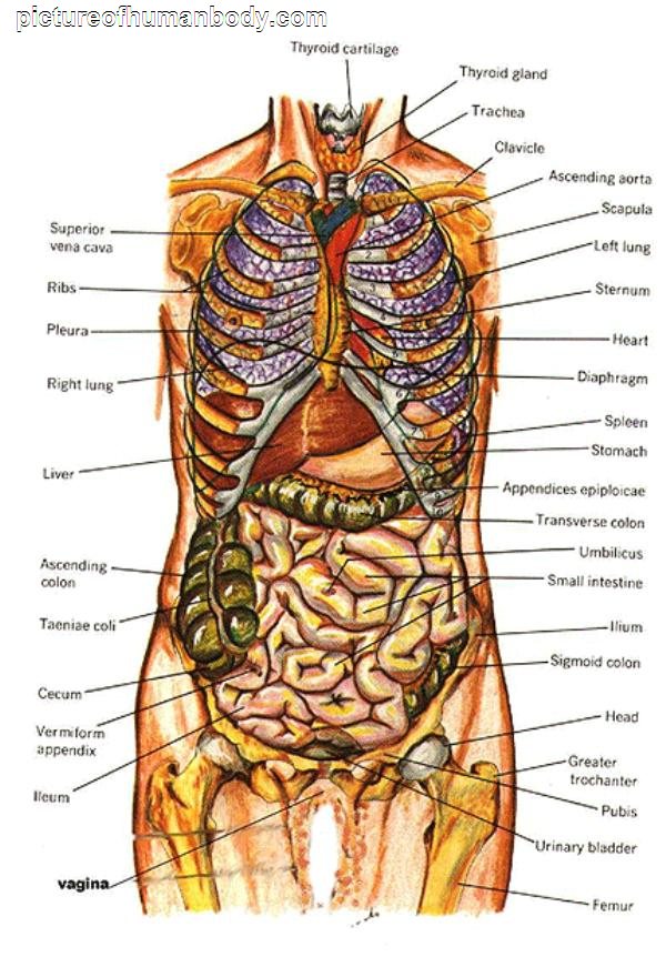 Funny Pictures Gallery: Organs, internal organs diagram, body organs