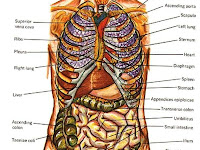 Body Parts Diagram Body Parts Diagram