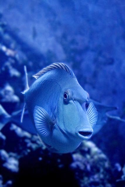 Sizzling Tourist Hotspots in Hawaii | Maui Ocean Center - The Hawaiian Aquarium in Wailuku Sizzling Tourist Hotspots in Hawaii | Maui Ocean Center - The Hawaiian Aquarium in Wailuku