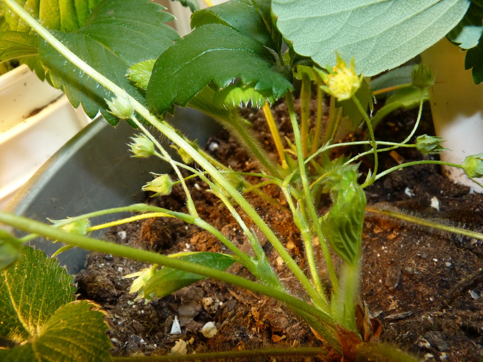 Edible and Elegant Urban Gardening Pineberry Blog