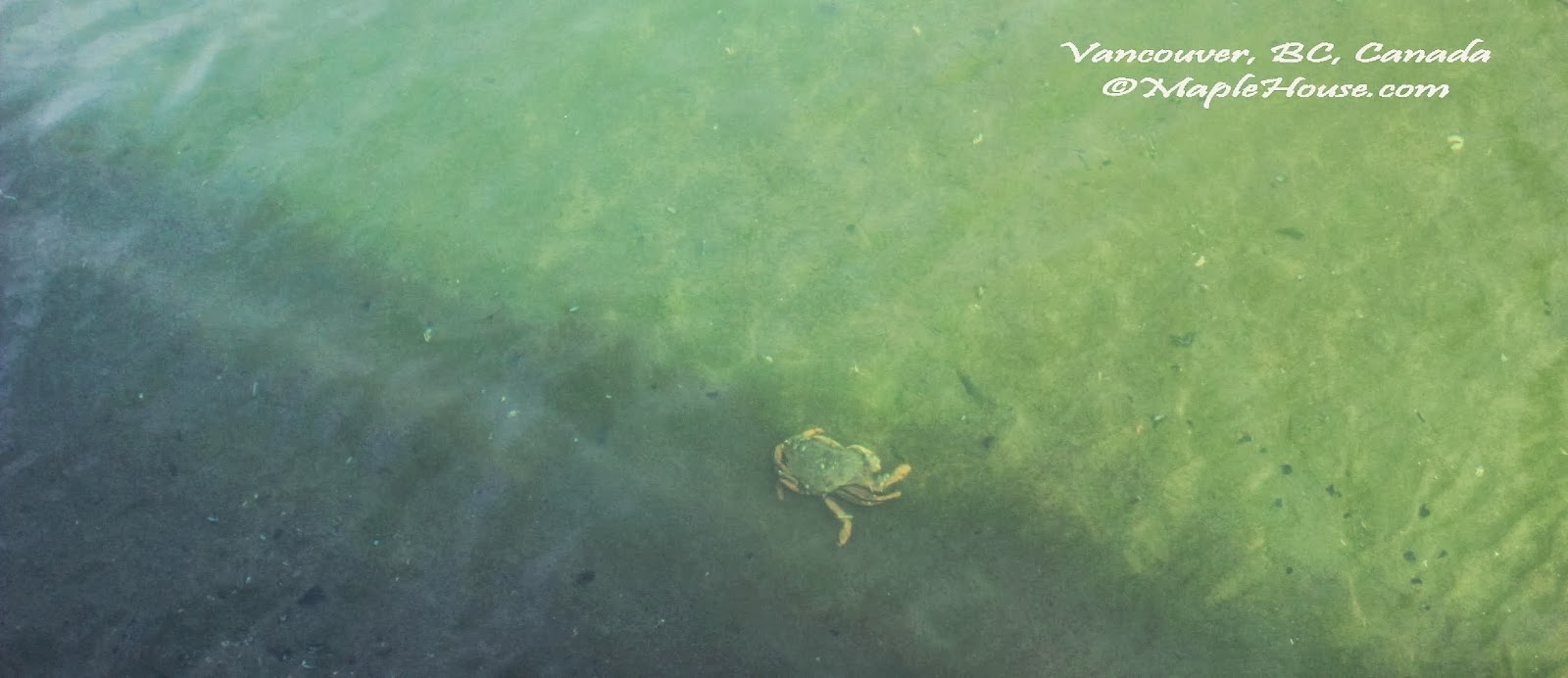 Living Vancouver Canada Fishing for Dungeness Crab at Jericho Beach