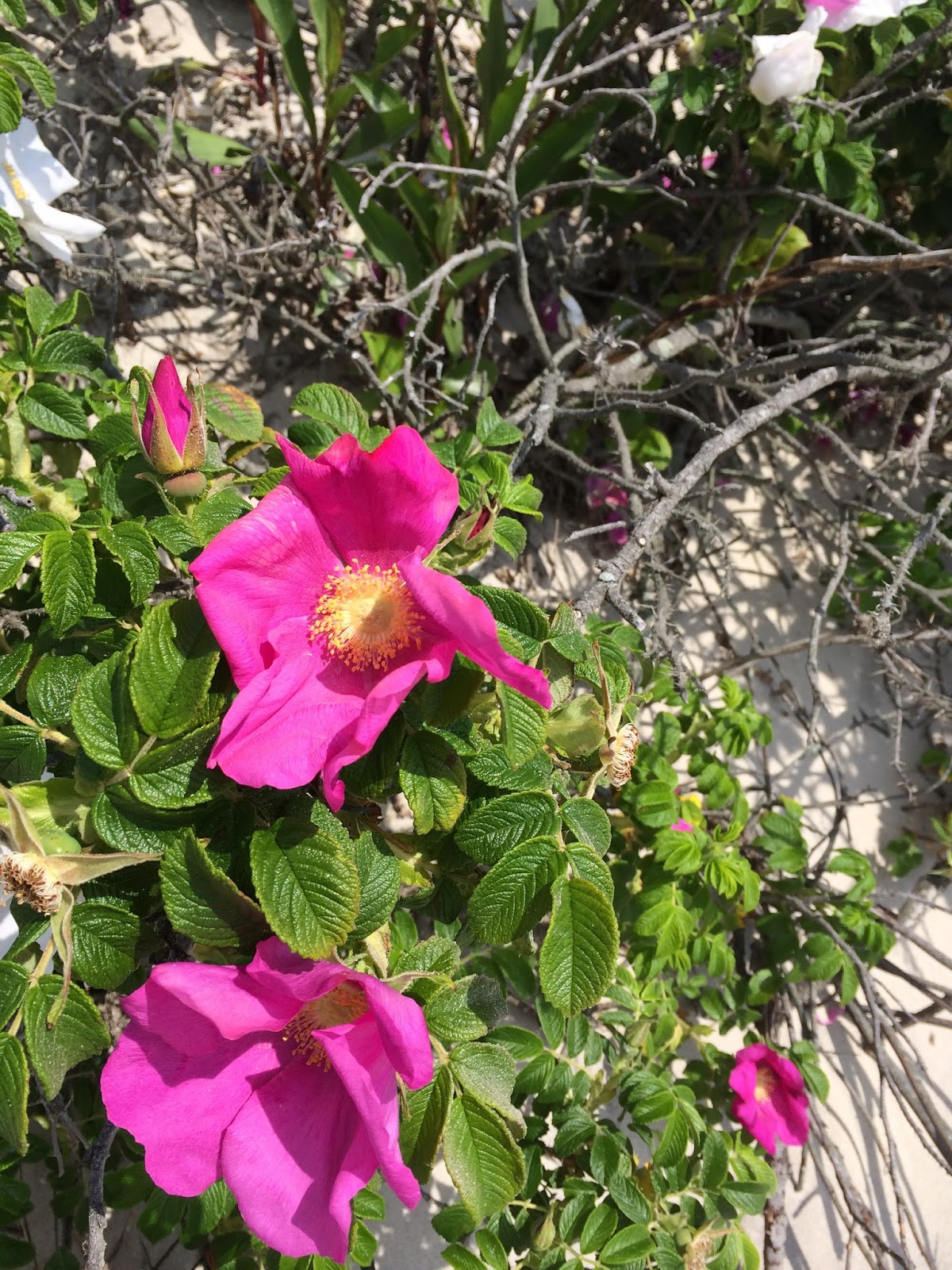 Gone To The Beach June Beach Roses