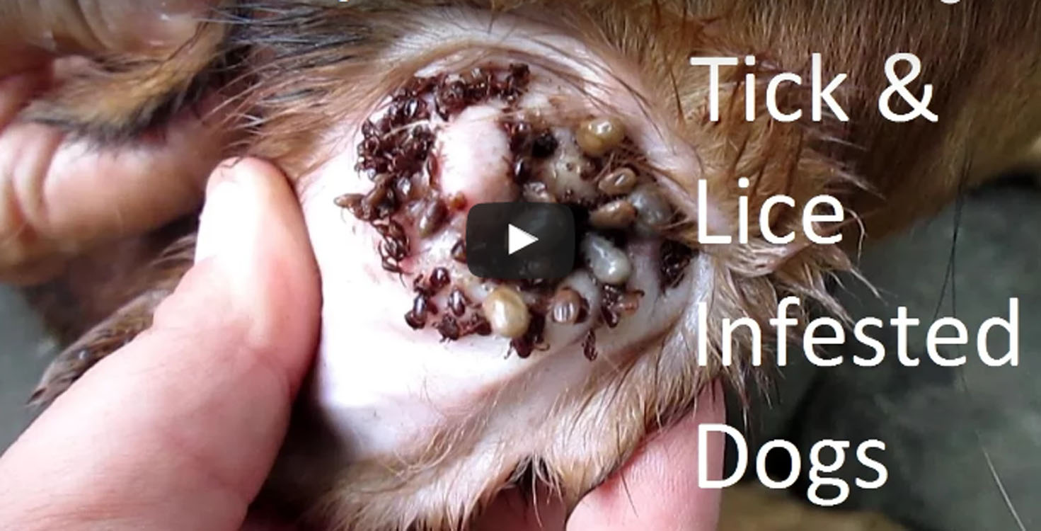 Tick and Lice Infested Dogs