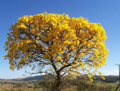 Risultati immagini per cuando aparece el lapacho en flor es primavera en Buenos Aires