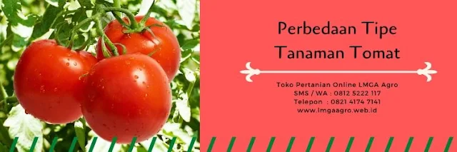 benih tomat betavila,tomat betavila,tomat indeterminate,tomat determinate,jual,harga murah,benih tomat,budidaya tomat,lmga agro