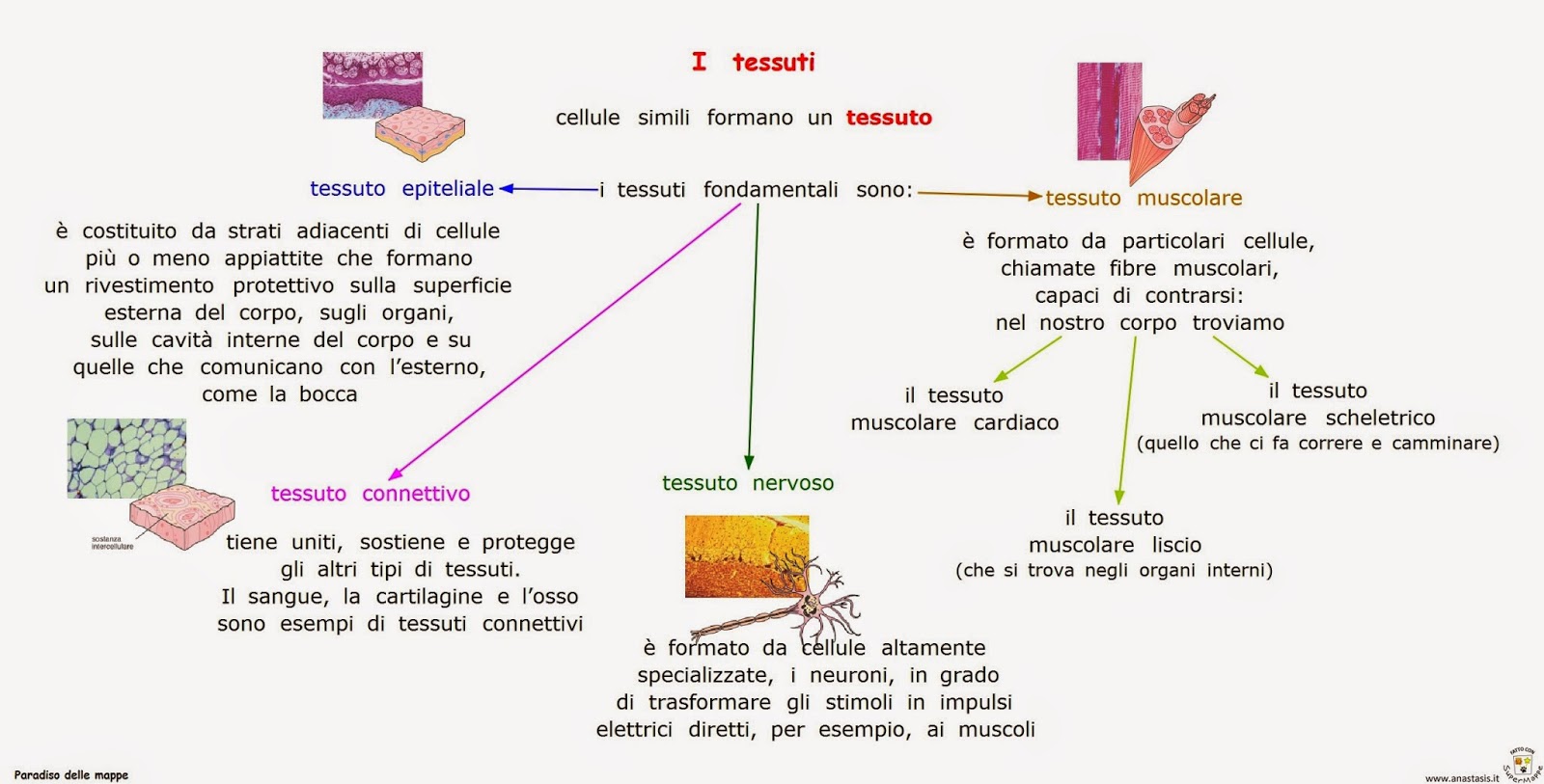 Paradiso delle mappe: I tessuti