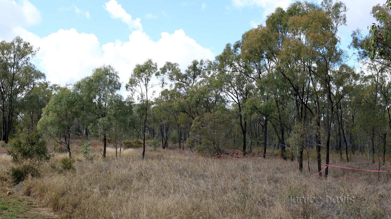 thoughts & happenings After Biloela, Queensland